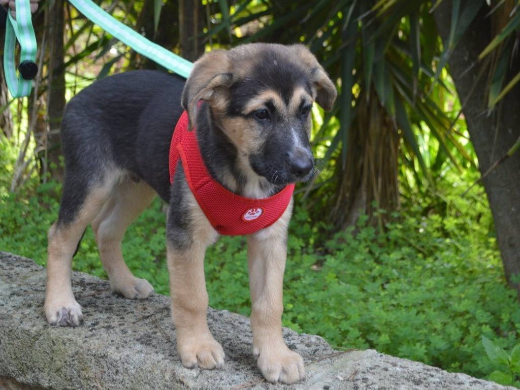 Vuoi adottare un cane a Lecce?