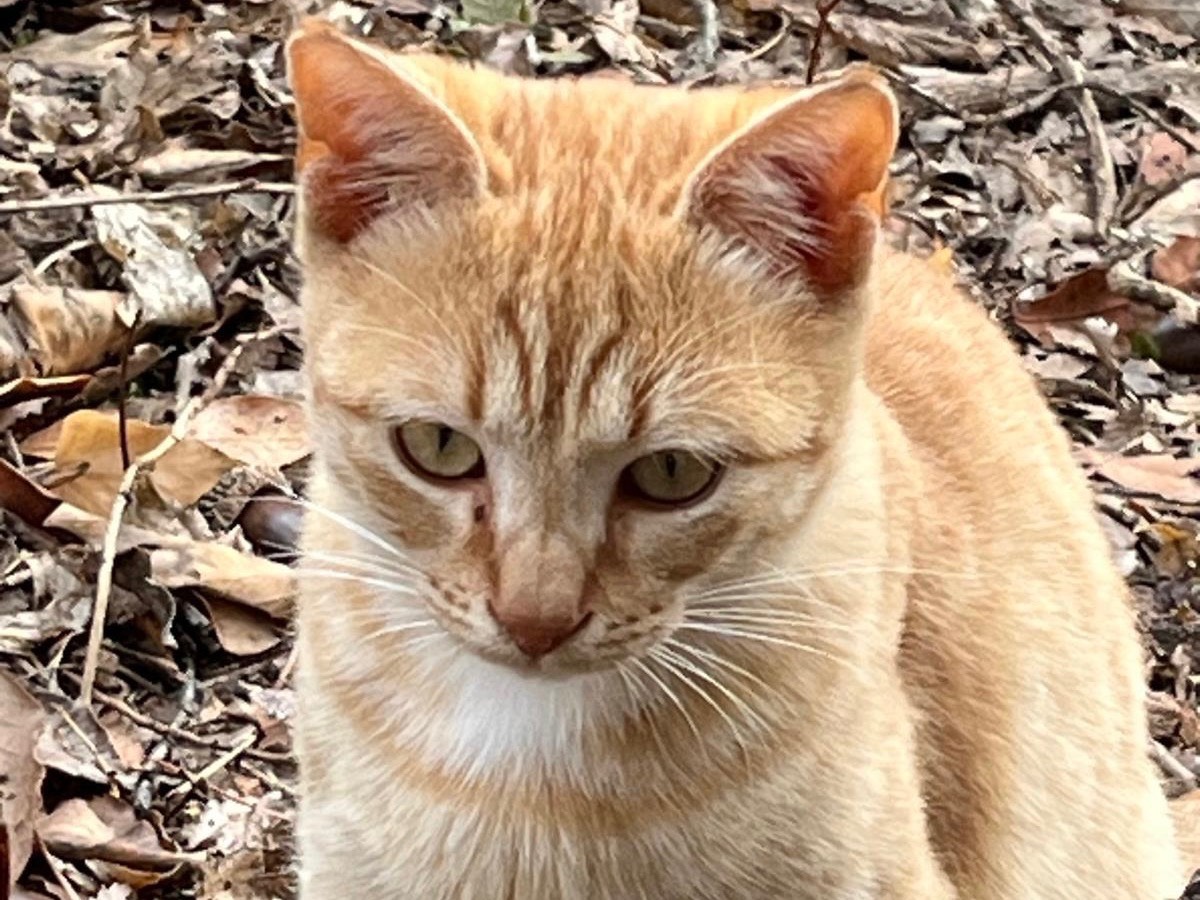 Adotta un gatto, maschio, 7 mesi, Bari