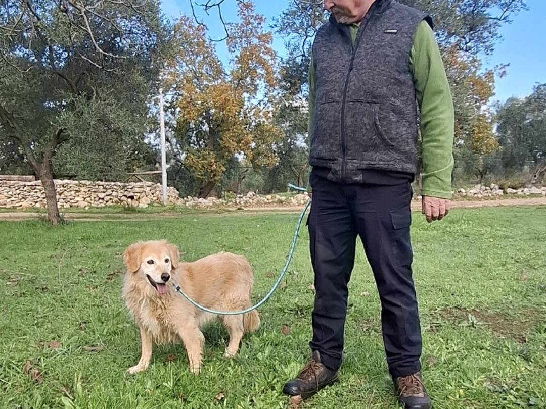 Adotta un cane, femmina, 10 anni e 6 mesi, Milano