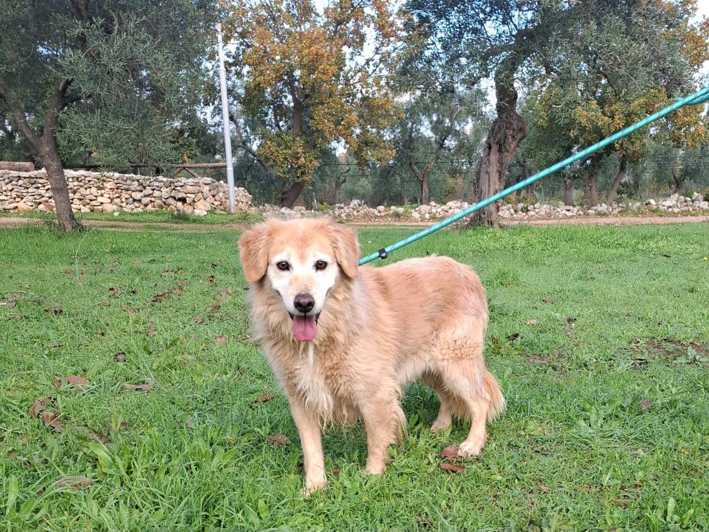 Adotta un cane, taglia media, femmina, Milano