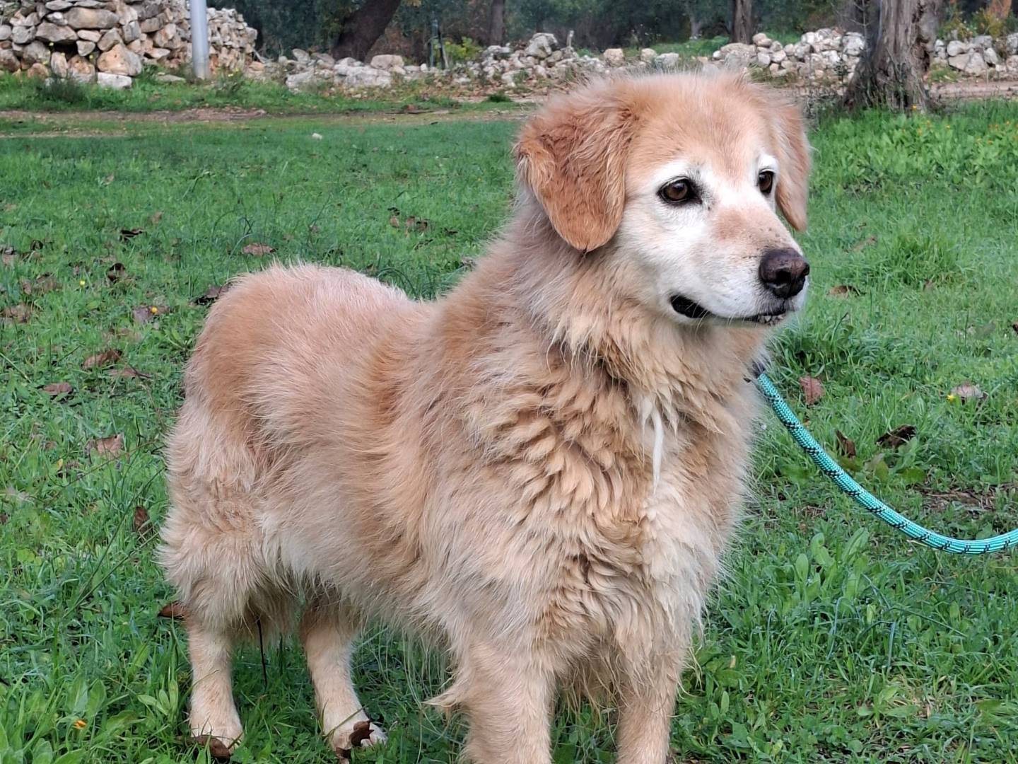 Vuoi adottare un cane a Milano?