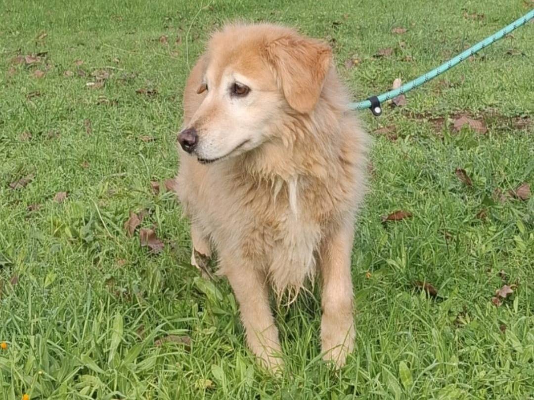 Adotta il cane CARMEN a Milano