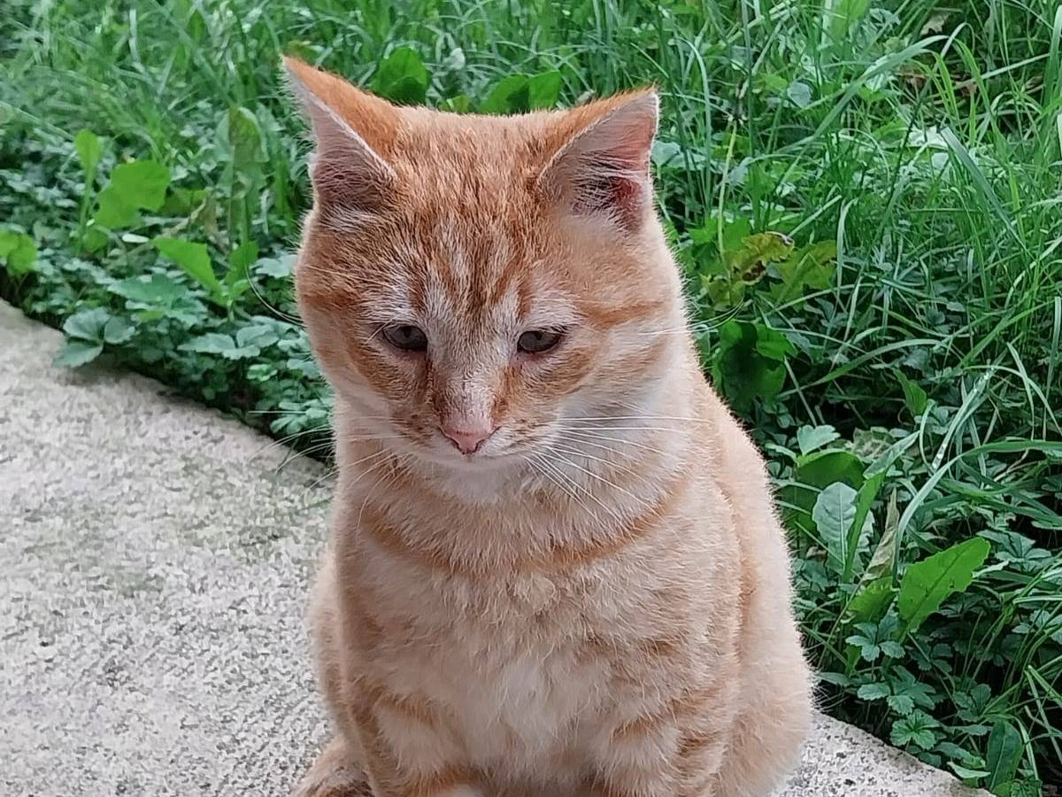 Adozione gatto, femmina, Razza sconosciuta Razza sconosciuta, 5 anni e 9 mesi, taglia non valida, Verona