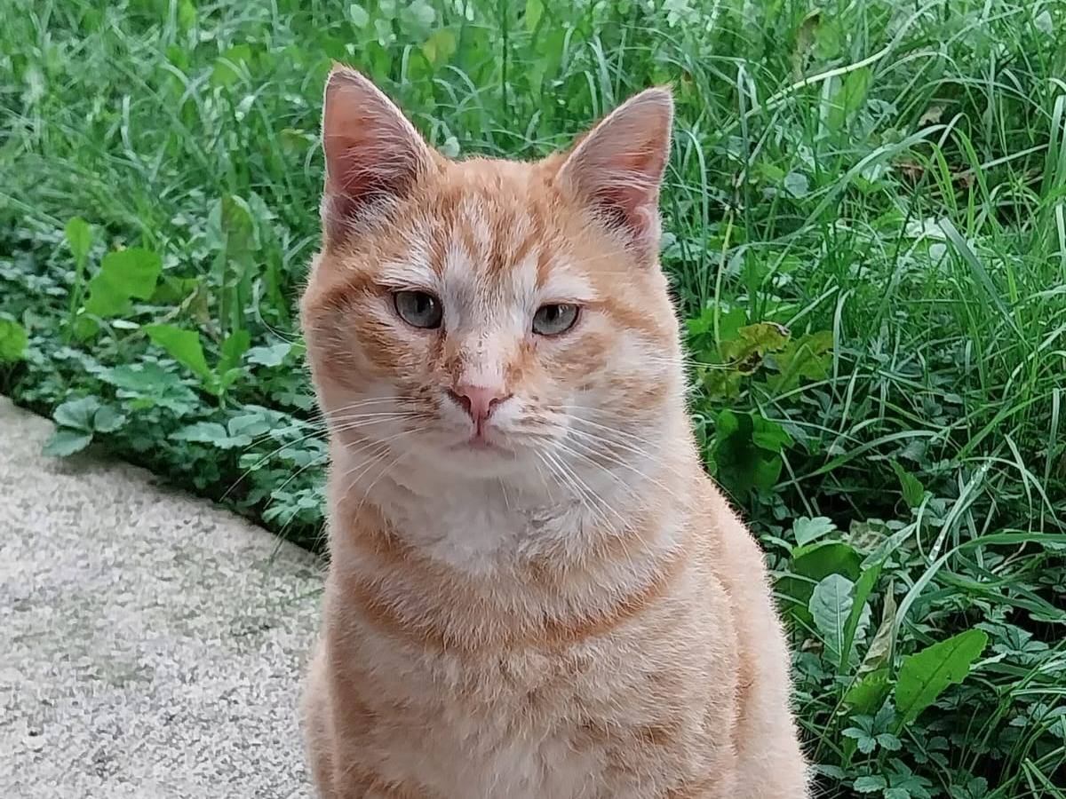 Adotta un gatto, femmina, 5 anni e 9 mesi, Verona