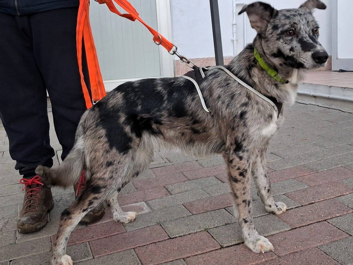 Adozione cane, femmina, Razza sconosciuta Razza sconosciuta, 10 mesi, taglia media, Milano