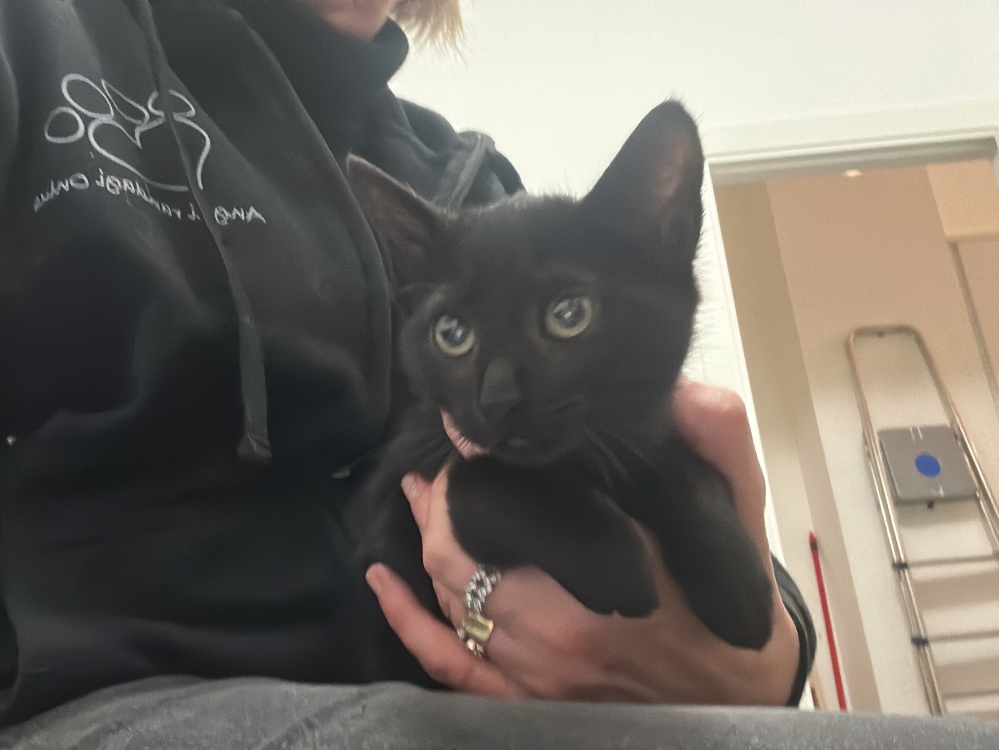 Adozione gatto, maschio, Razza sconosciuta Razza sconosciuta, 3 mesi, taglia non valida, Piacenza