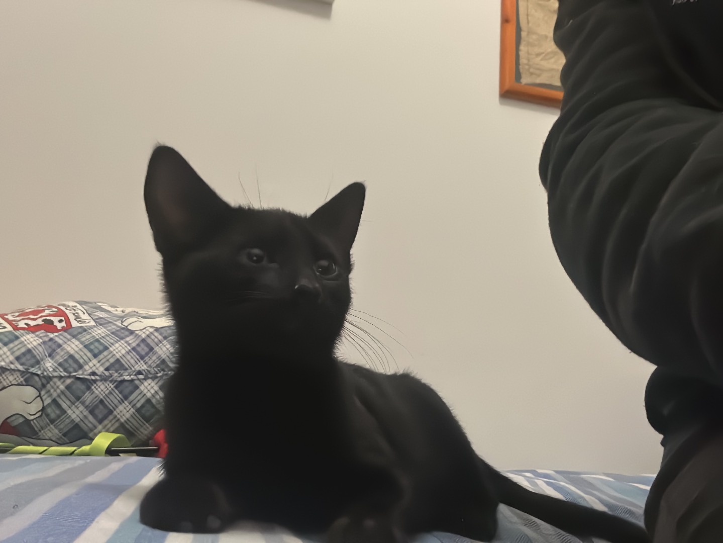 Adozione gatto, maschio, Razza sconosciuta Razza sconosciuta, 3 mesi, taglia non valida, Piacenza