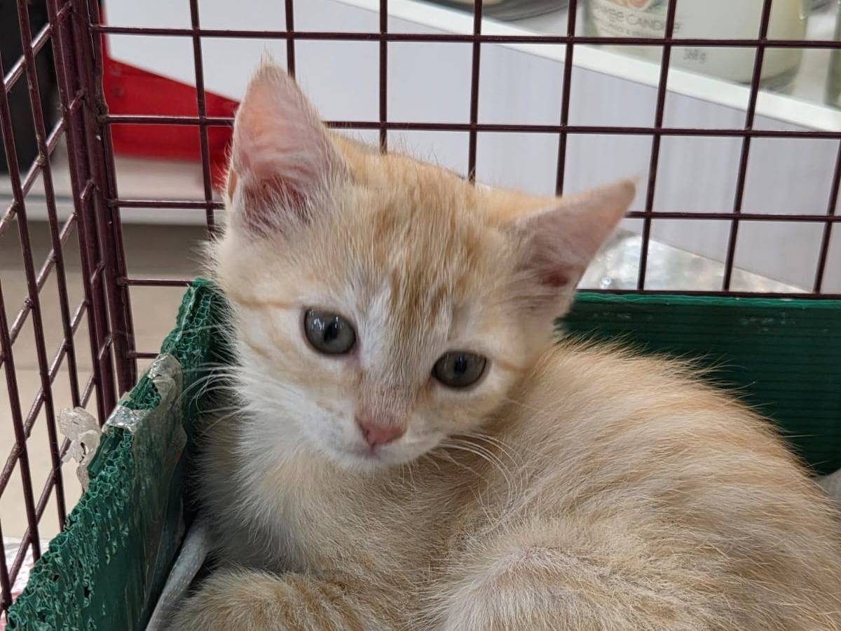 Adozione gatto, femmina, Razza sconosciuta Razza sconosciuta, 2 mesi, taglia non valida, Parma