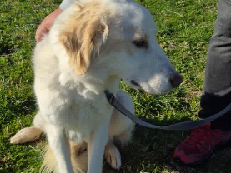 Adozione cane, maschio, Golden Retriever Razza sconosciuta, 2 anni, taglia media, Pescara