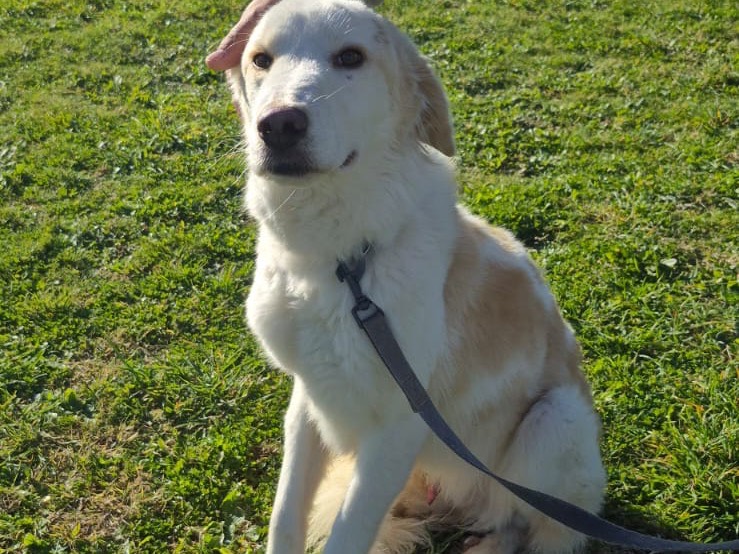 Adotta un cane, maschio, 2 anni, Pescara