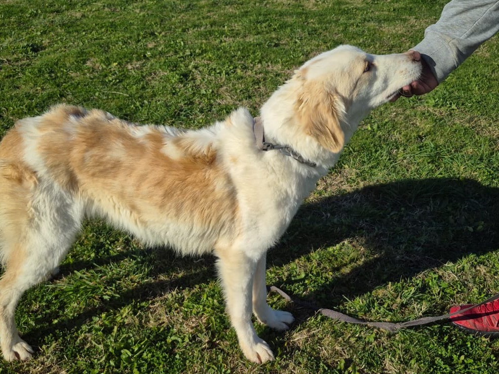 Adotta un cane, taglia media, maschio, Pescara