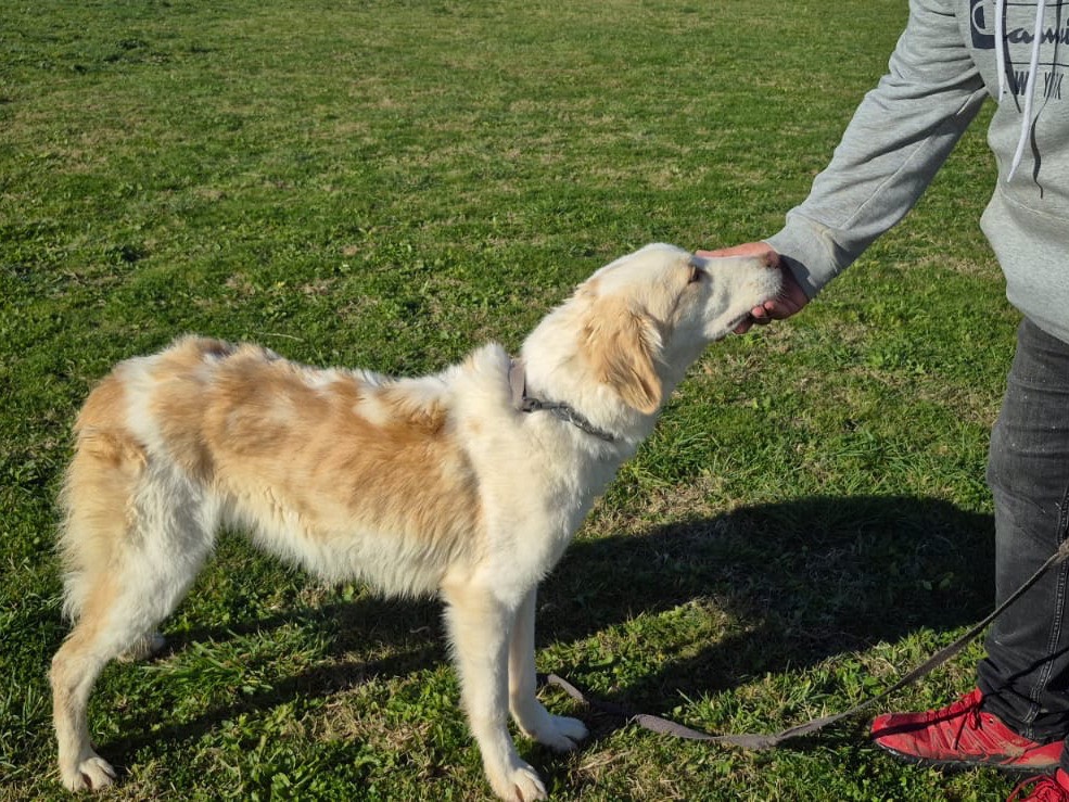 Vuoi adottare un cane a Pescara?