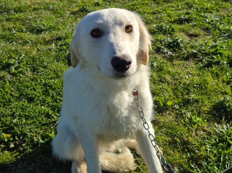 Adozione cane, maschio, Golden Retriever Razza sconosciuta, 2 anni, taglia media, Pescara