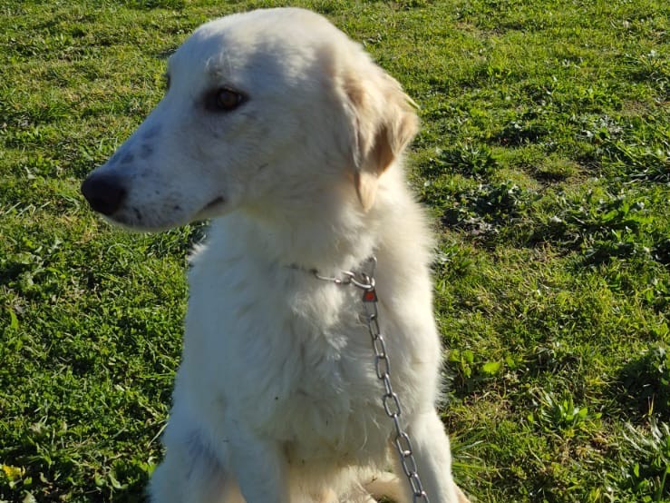 Adotta un cane, maschio, 2 anni, Pescara