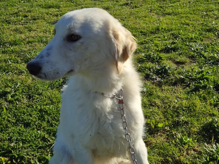 Vuoi adottare un cane a Pescara?