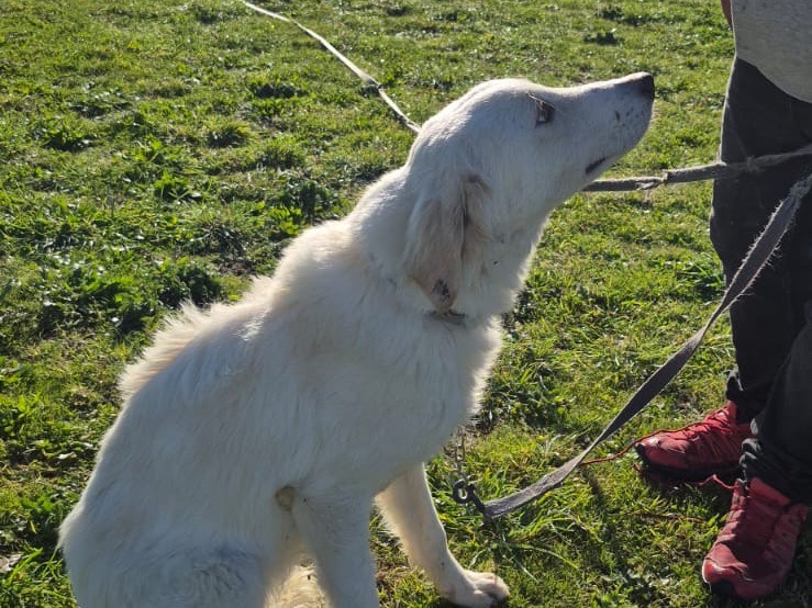 Adotta il cane Fritz  a Pescara