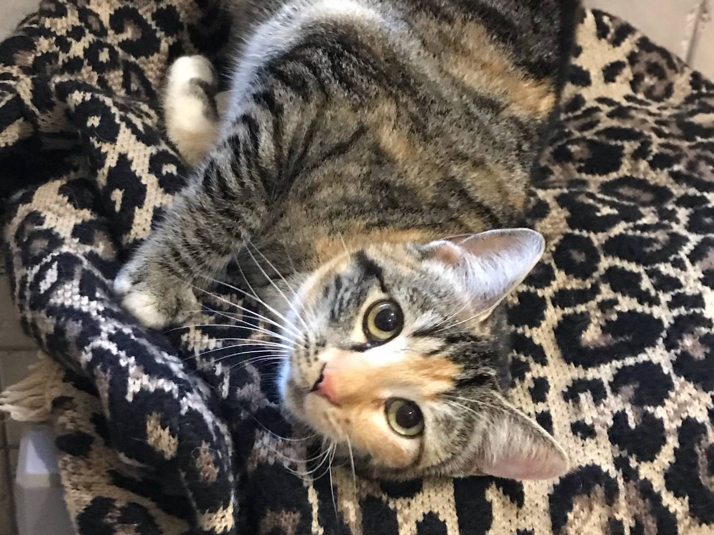 Adotta il gatto Natalie  a Genova