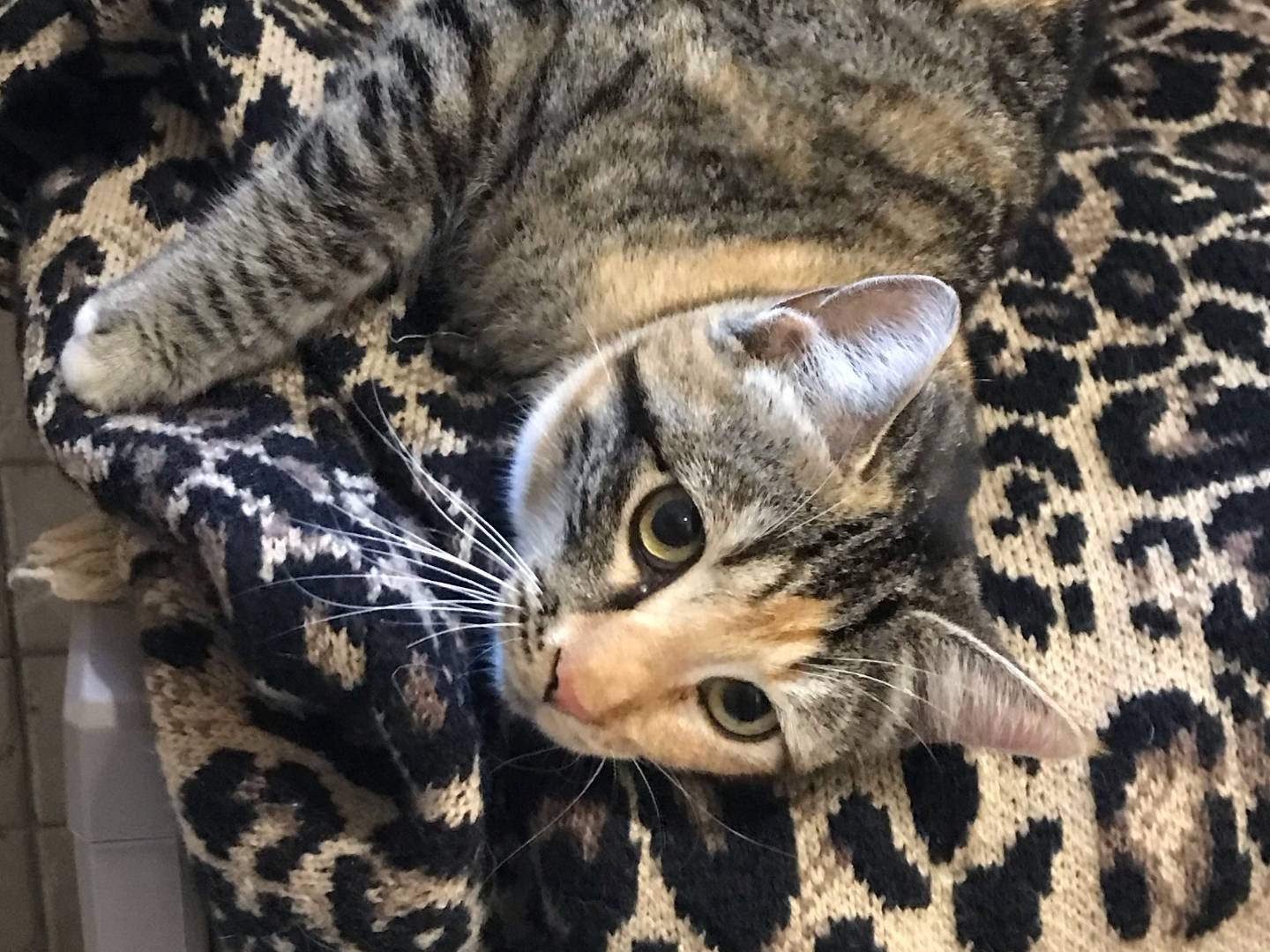 Vuoi adottare un gatto a Genova?