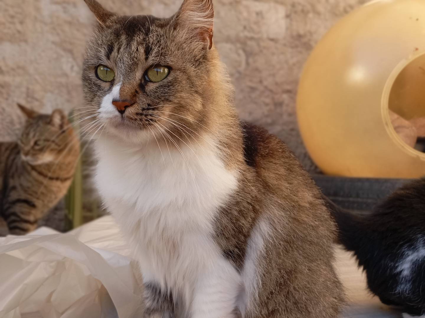 Adozione gatto, femmina, Razza sconosciuta Razza sconosciuta, 2 anni, taglia non valida, Latina