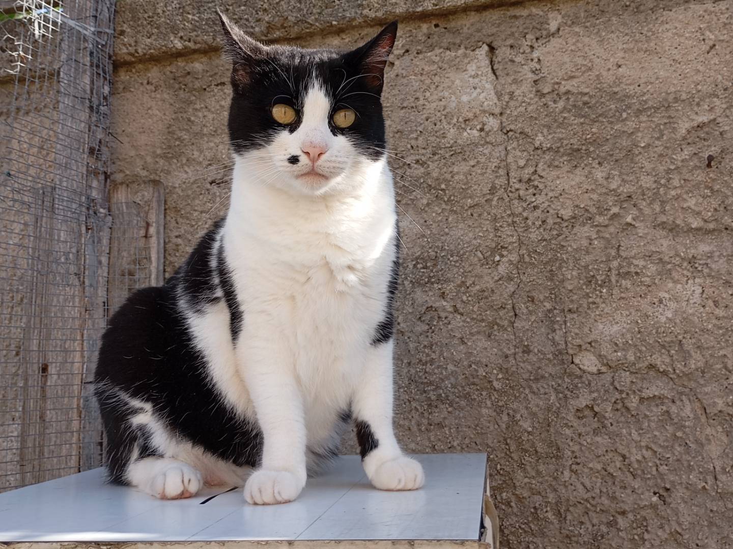 Vuoi adottare un gatto a Latina?