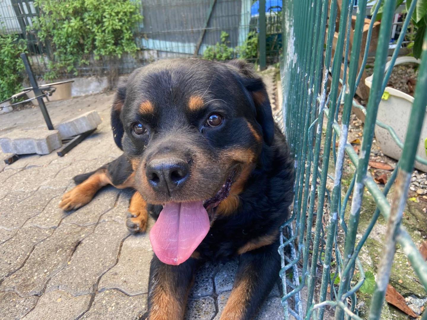 Adozione cane, maschio, Razza sconosciuta Razza sconosciuta, 11 anni e 2 mesi, taglia grande, Varese