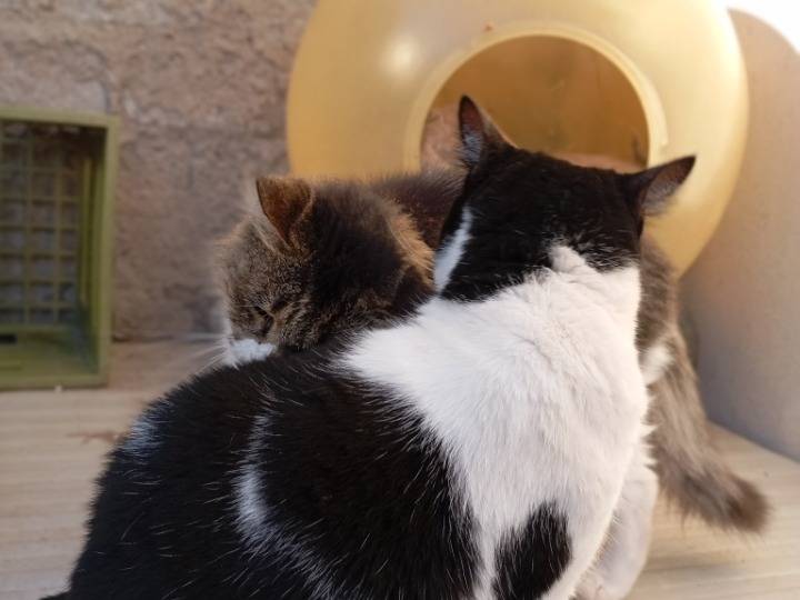 Adotta un gatto, femmina, 2 anni, Latina