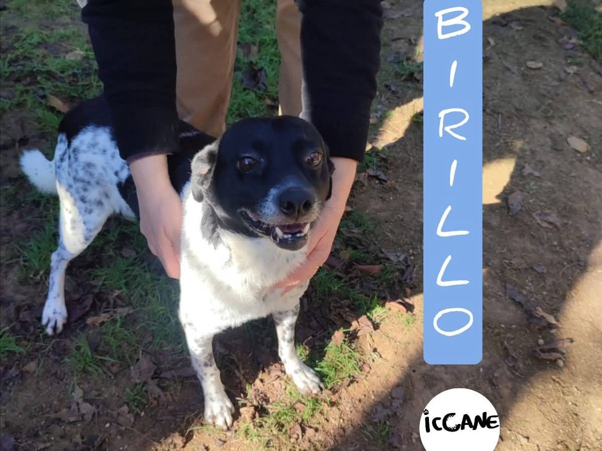 Adozione cane, maschio, Razza sconosciuta Razza sconosciuta, 7 anni e 7 mesi, taglia media contenuta, Viterbo