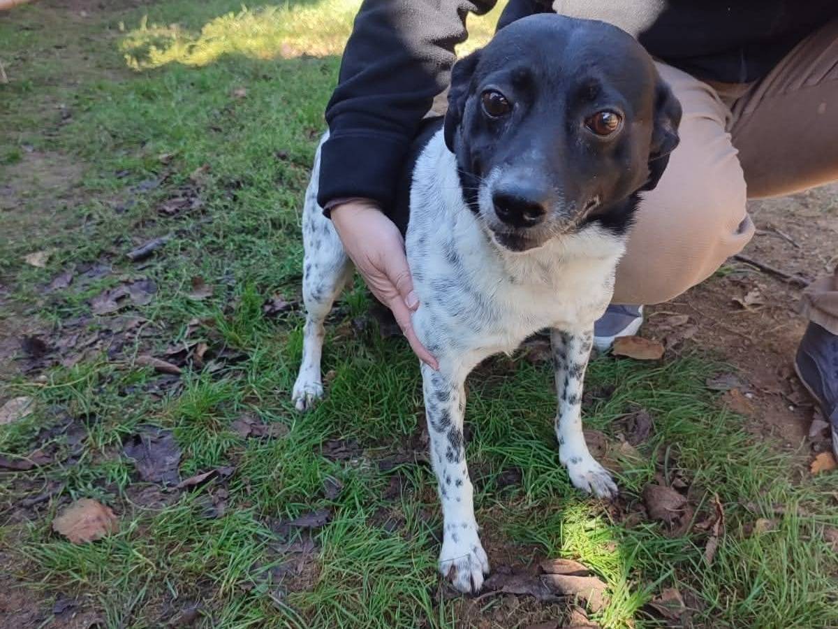 Adotta un cane, maschio, 7 anni e 7 mesi, Viterbo