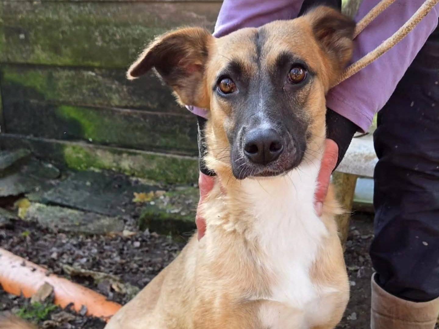 Adozione cane, femmina, Razza sconosciuta Razza sconosciuta, 3 anni e 7 mesi, taglia media, Viterbo