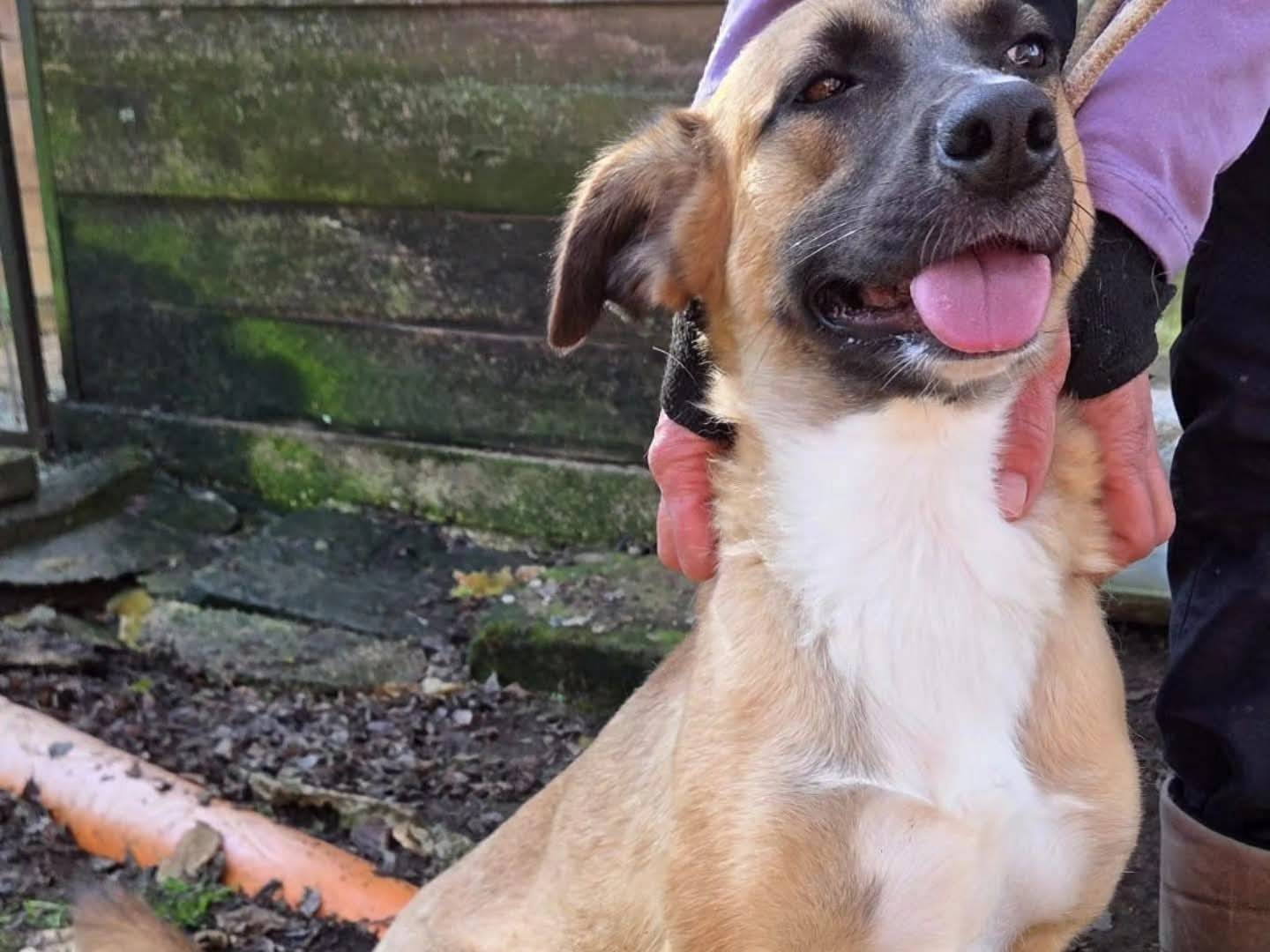 Adotta un cane, femmina, 3 anni e 7 mesi, Viterbo