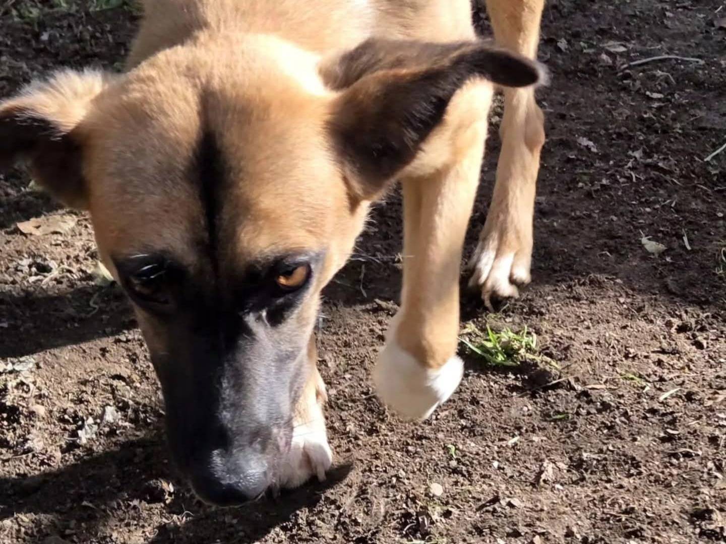 Adotta un cane, taglia media, femmina, Viterbo