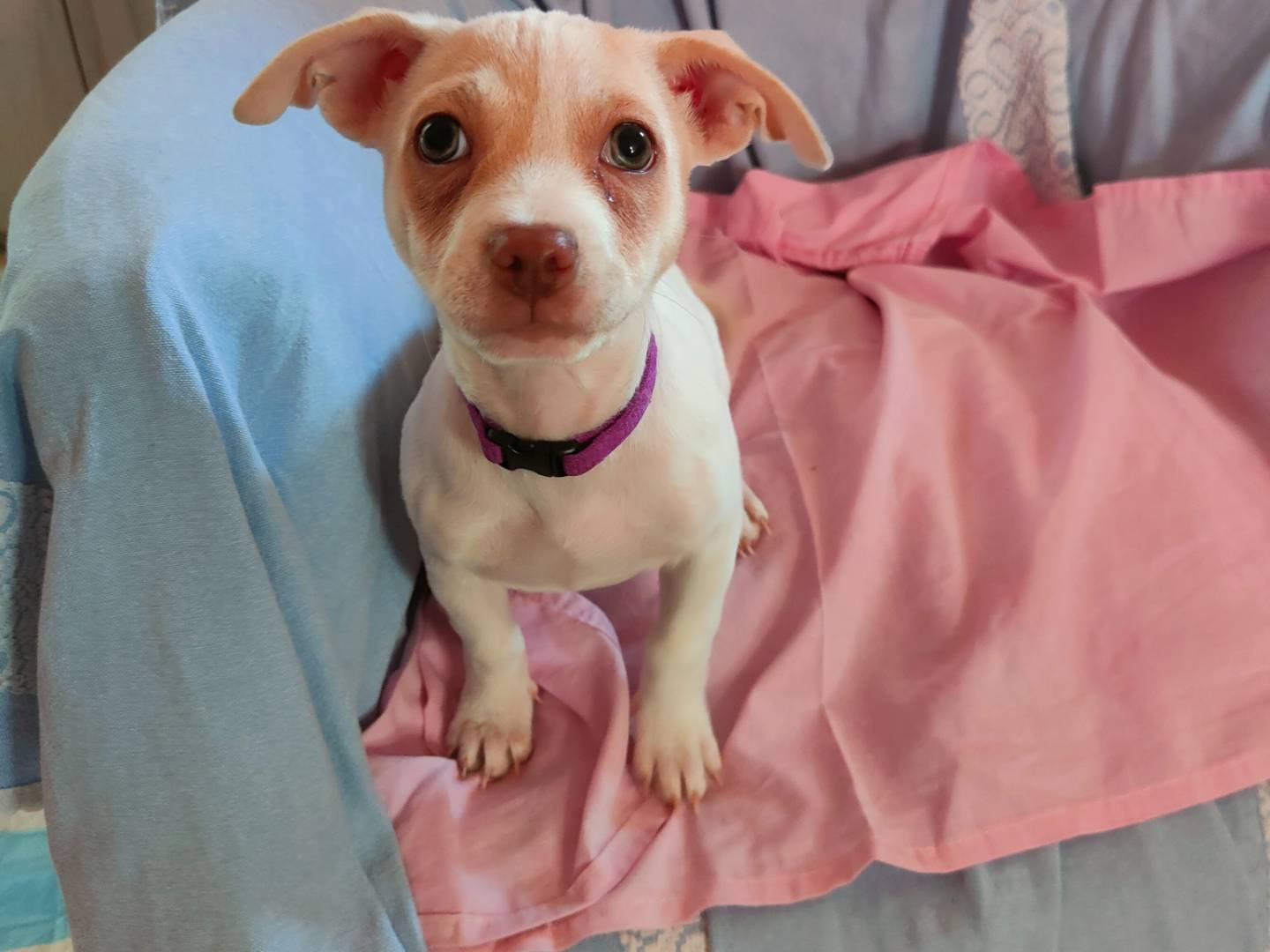 Adozione cane, femmina, Razza sconosciuta Razza sconosciuta, 4 mesi, taglia piccola, Napoli