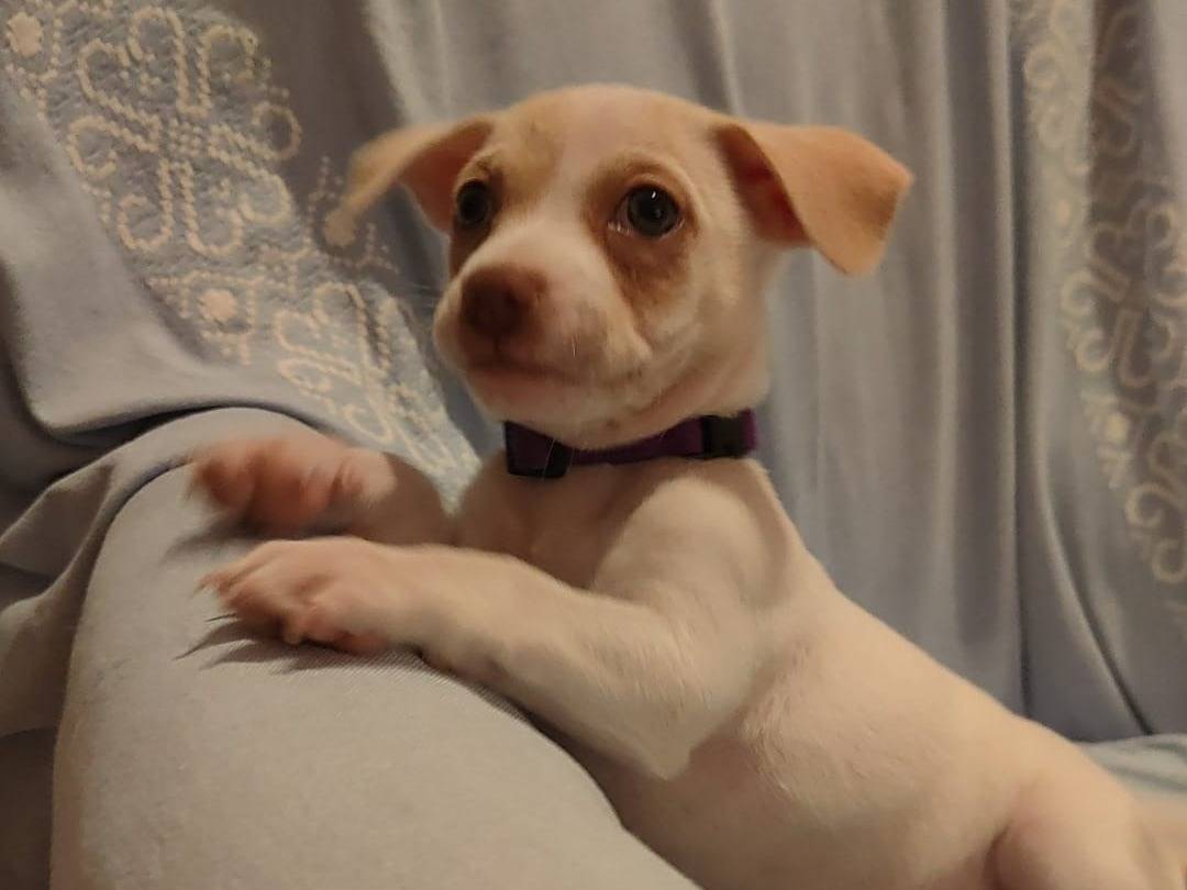 Adotta un cane, femmina, 4 mesi, Napoli