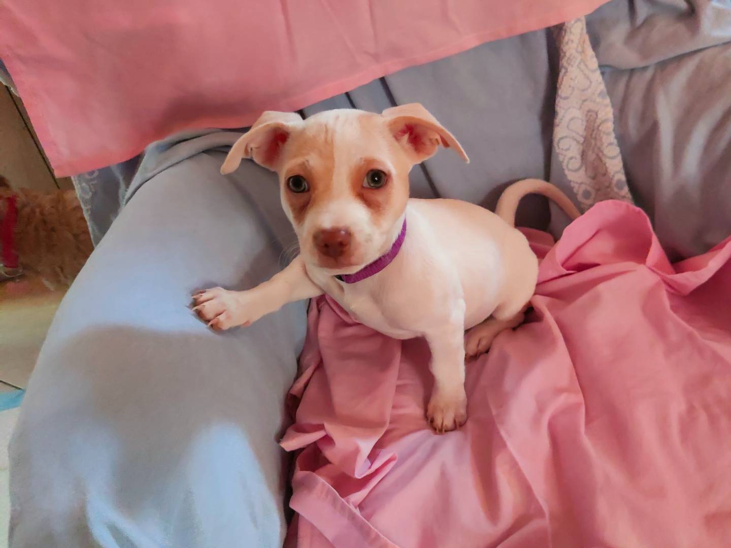 Adotta un cane, taglia piccola, femmina, Napoli