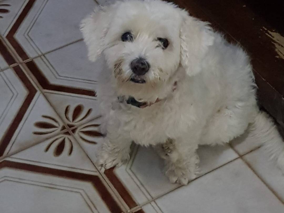 Adozione cane, femmina, Maltese Barbone, 12 anni e 3 mesi, taglia piccola, Napoli
