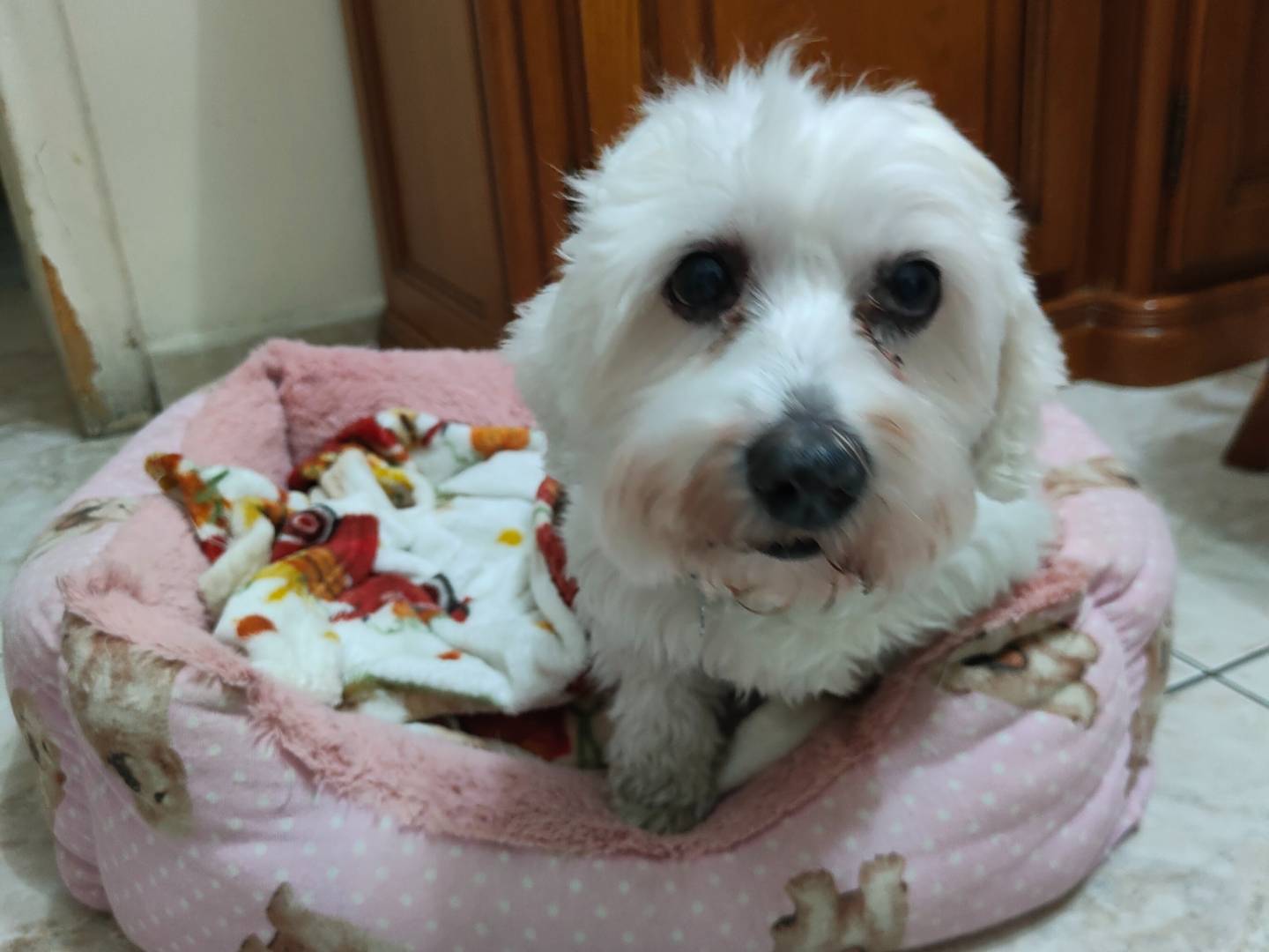 Adotta un cane, femmina, 12 anni e 3 mesi, Napoli