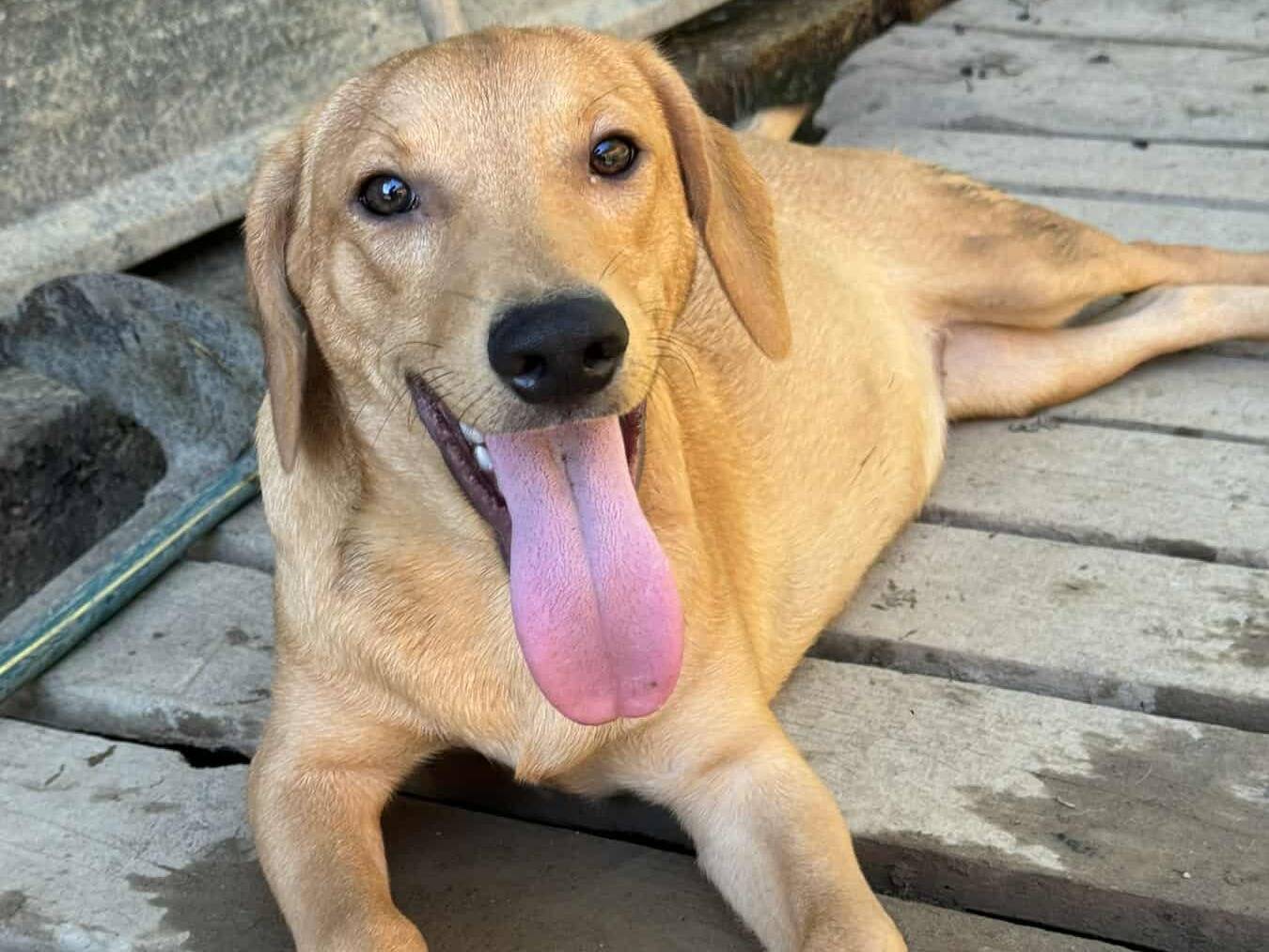 Adozione cane, maschio, Razza sconosciuta Razza sconosciuta, 7 mesi, taglia media, Firenze