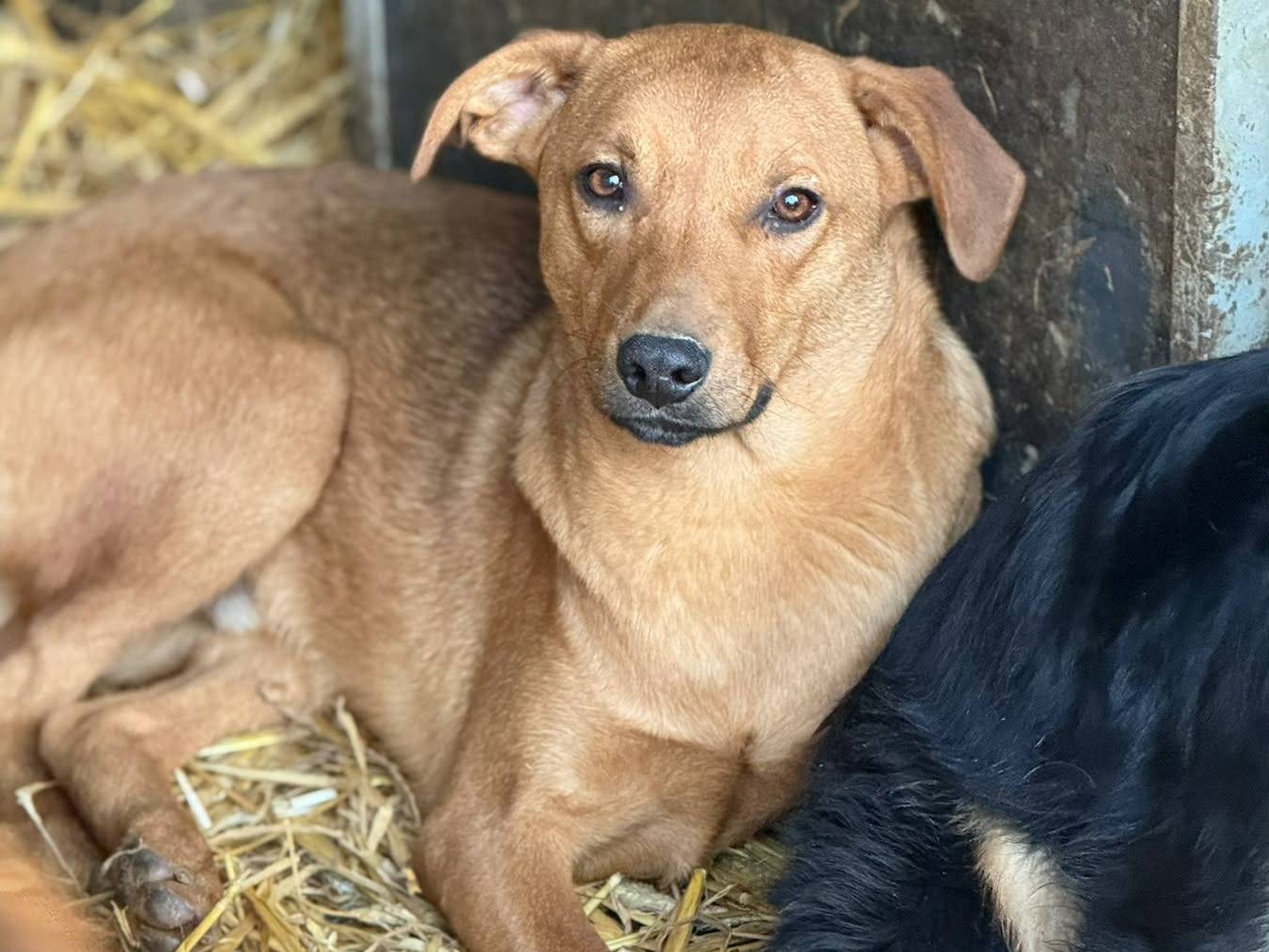 Adotta un cane, maschio, 7 mesi, Firenze