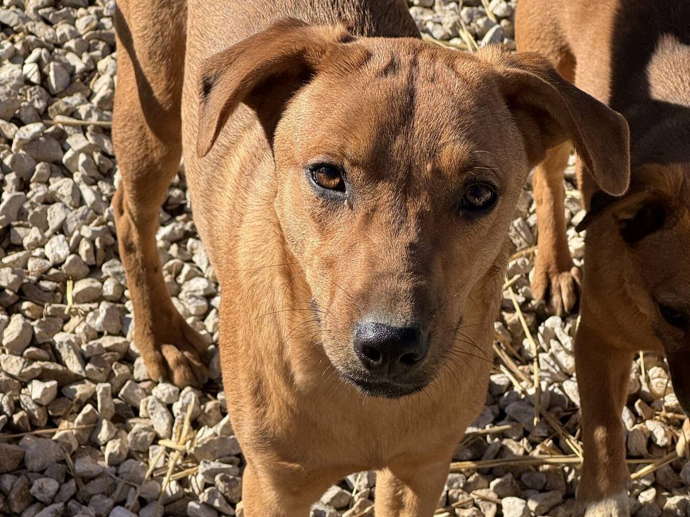 Adotta un cane, taglia media, maschio, Firenze
