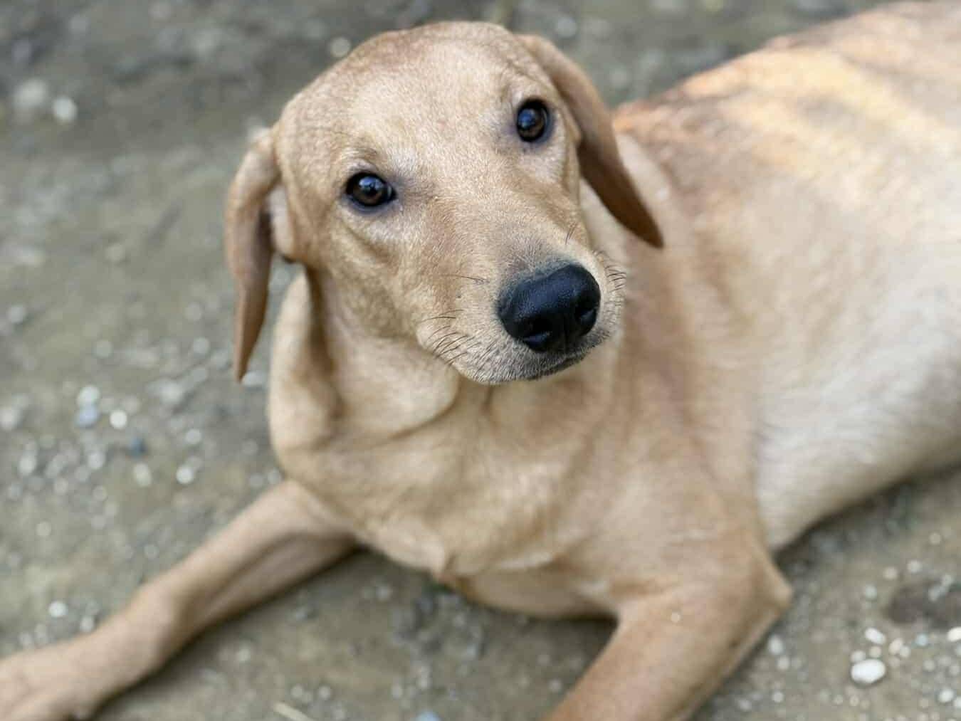 Vuoi adottare un cane a Firenze?