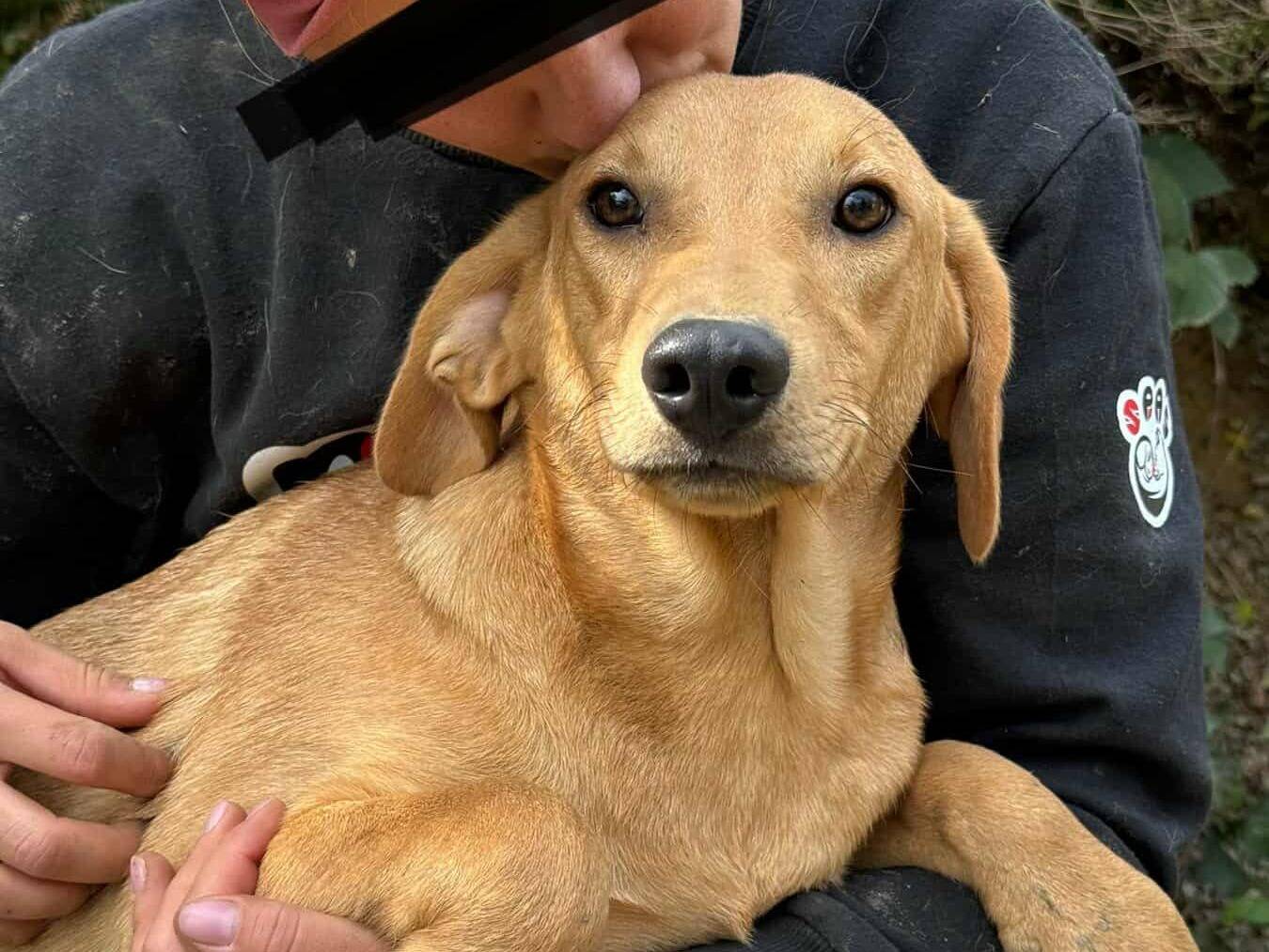 Adotta il cane ARON e ARES a Firenze