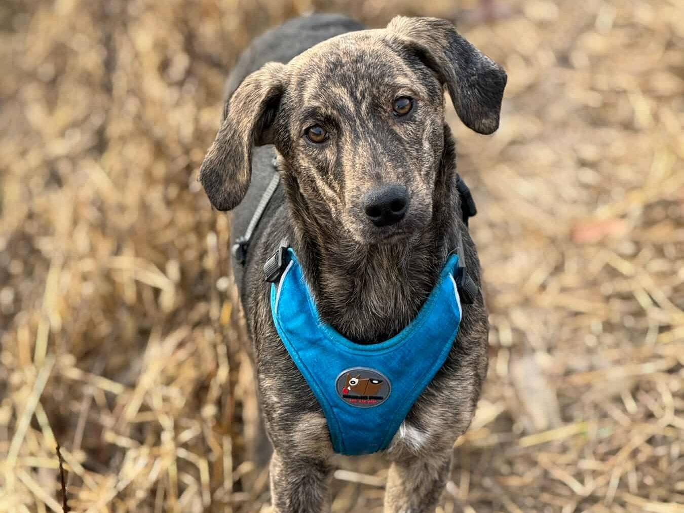 Adozione cane, femmina, Razza sconosciuta Razza sconosciuta, 3 mesi, taglia media, Firenze
