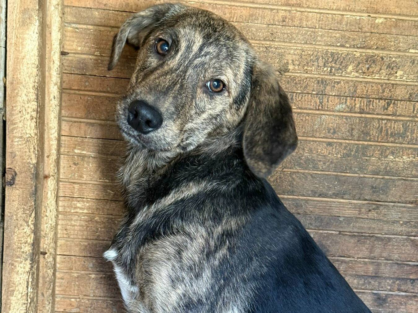 Adotta un cane, taglia media, femmina, Firenze