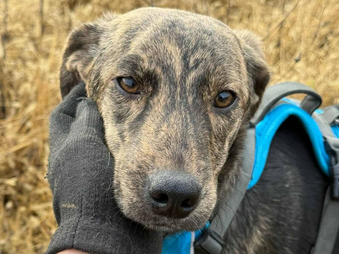 Vuoi adottare un cane a Firenze?