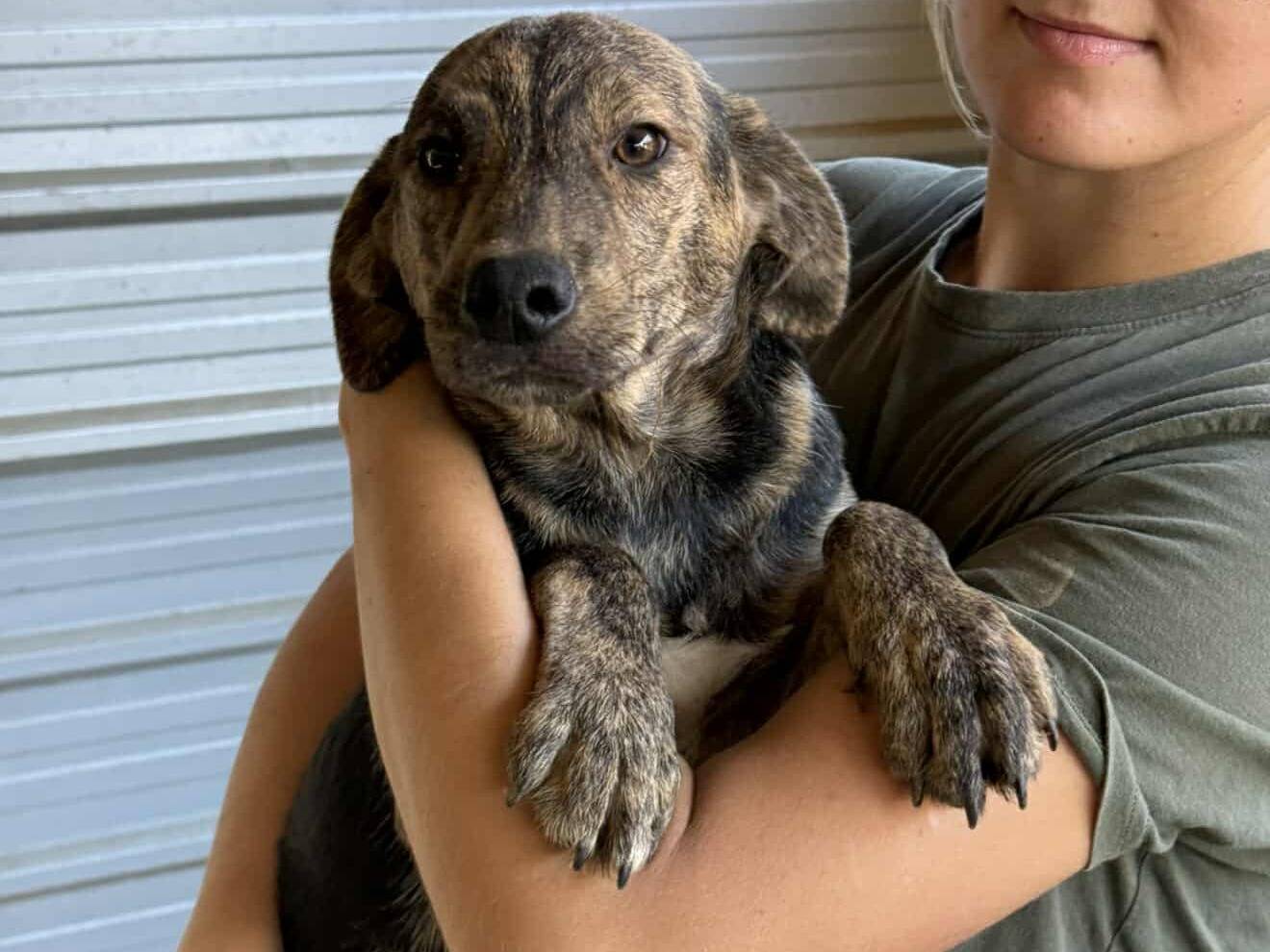 Adotta il cane PIKA a Firenze