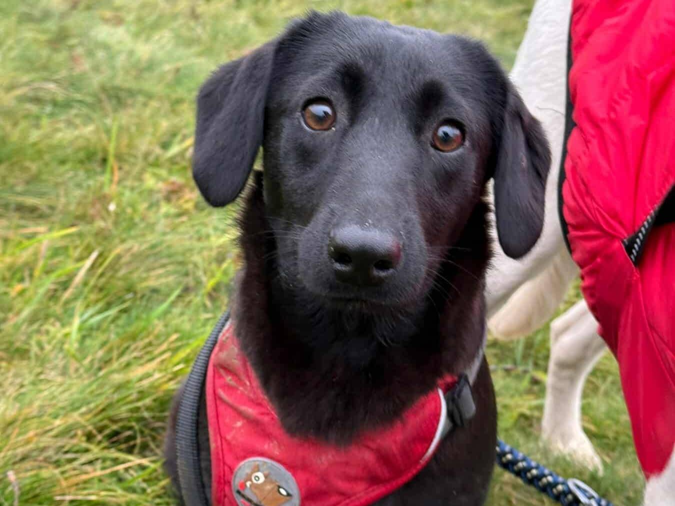 Adozione cane, femmina, Razza sconosciuta Razza sconosciuta, 5 mesi, taglia media, Firenze