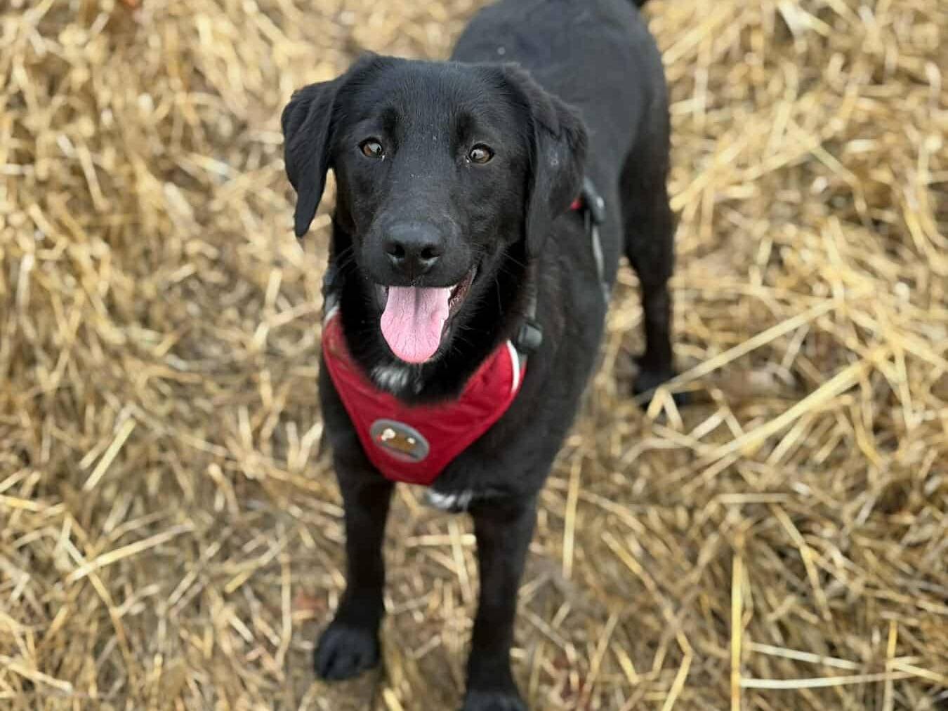 Adotta un cane, femmina, 5 mesi, Firenze