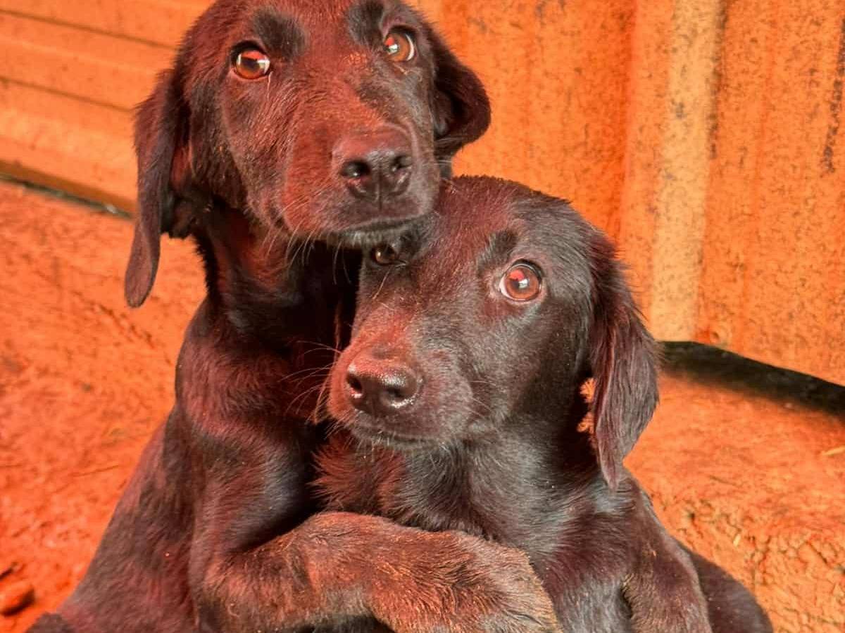 Adotta un cane, taglia media, femmina, Firenze