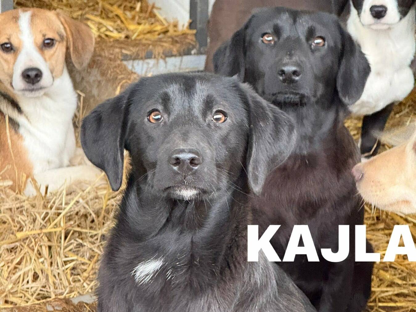 Vuoi adottare un cane a Firenze?