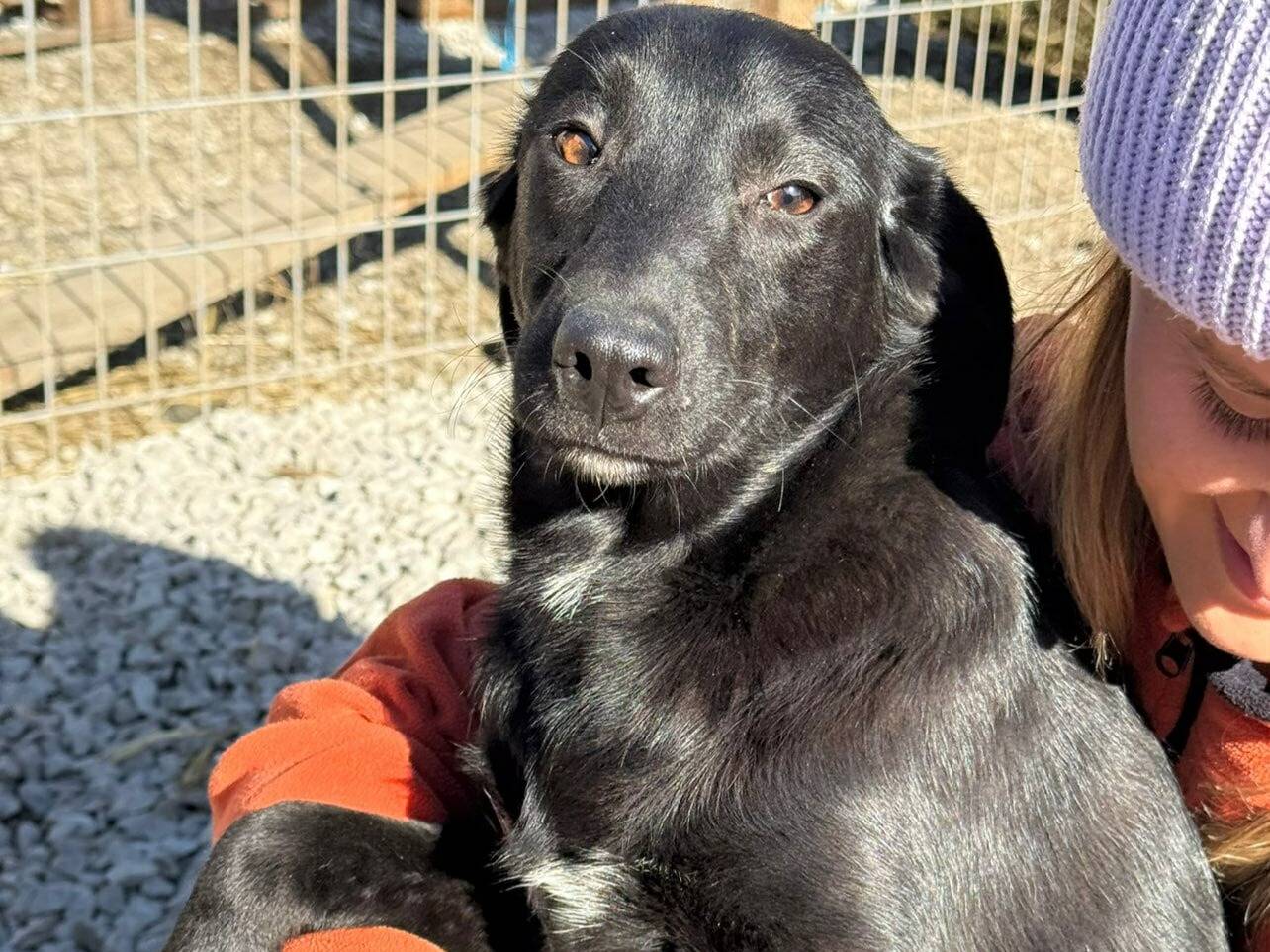 Adotta il cane LAJKA e KAJA a Firenze